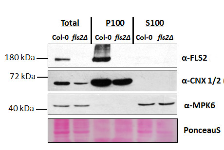 Western blot using anti-FLS2 antibodies